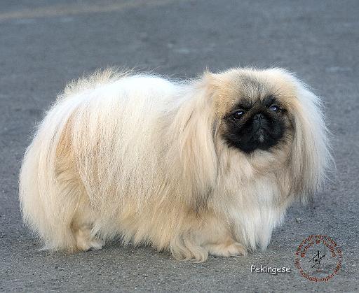 Pekingese 9P79D-1.jpg